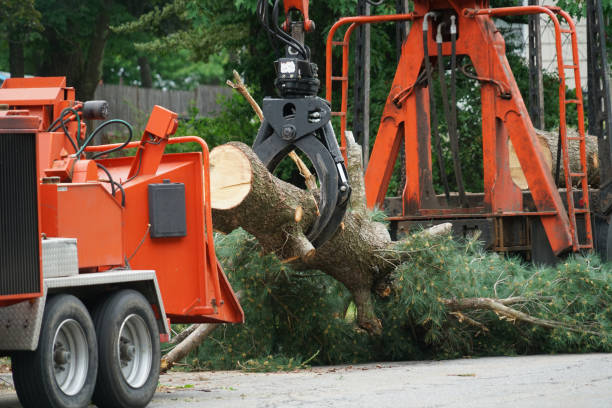 Athens, AL  Tree Services Company