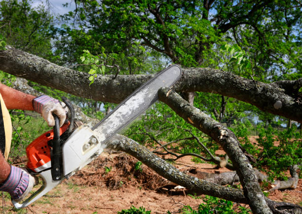 Best Tree Maintenance Programs  in Athens, AL